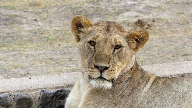 Nach Angaben der Familie verschleppte eine Löwin das 14-jährige Mädchen. (Symbolbild)