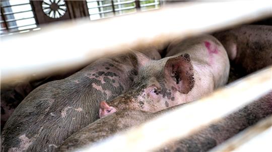 Nach Angaben der Polizei wurden rund 30 Schweine beim Unfall verletzt. (Symbolbild)