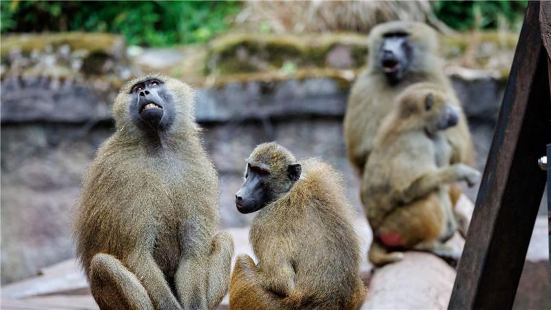 Nach Angaben des Tiergartens kommt es in der Pavian-Gruppe verstärkt zu Konflikten, bei denen sich die Tiere verletzen.