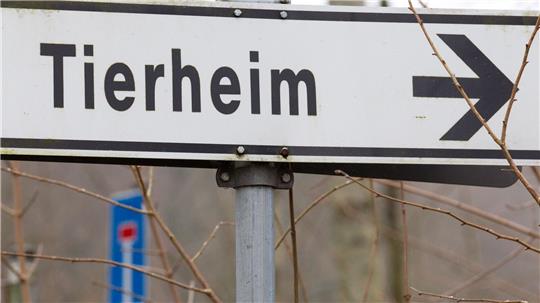 Nach Auffassung des Gerichts wurden die Hunde unter hochgradig tierschutzwidrigen Umständen gehalten. (Symbolbild)