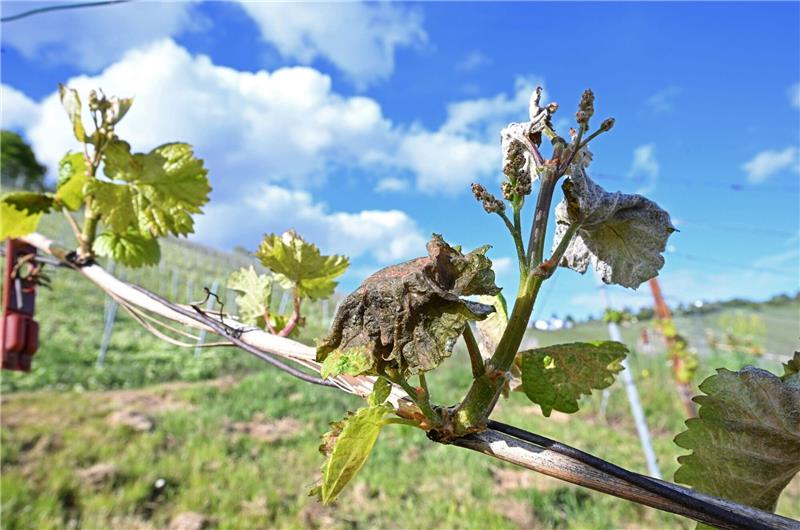 Weininstitut erwartet nach Spätfrost kleinen Preissprung Nach Frostnächten fürchten Winzer und Obstbauern Ernteausfälle.