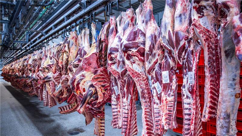 Nach Jahren rückläufiger Schlachtungen ist die Zahl der Schweineschlachtungen im vergangenen Jahr wieder leicht gestiegen. (Archivfoto) 