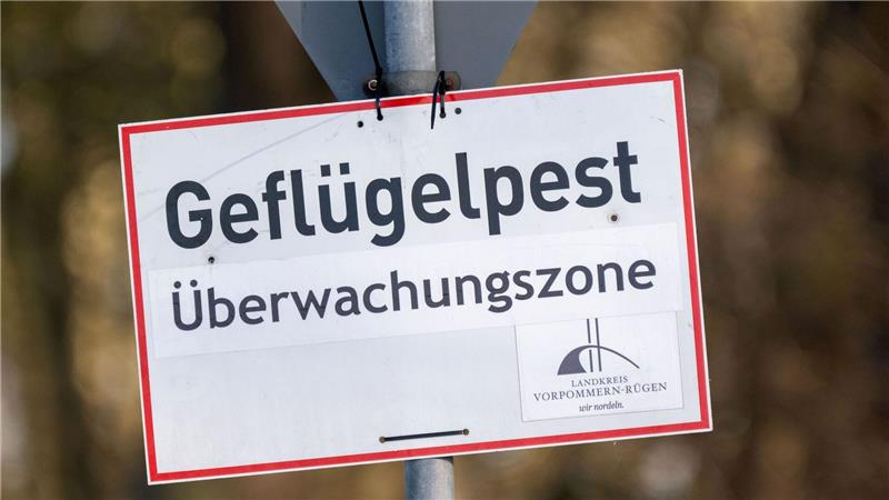 Vogelgrippe breitet sich aus – Tausende Kraniche verendet Nach Vogelgrippe-Ausbrüchen in zwei Geflügelhaltungen in Vorpommern mussten rund 150.000 Tiere gekeult werden. (Archivbild)