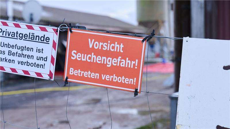 Deutschland frei von Maul- und Klauenseuche – weiter Risiken Nach dem Ausbruch der Maul- und Klauenseuche im brandenburgischen Hönow ist die Sperrzone mit Restriktionen für Landwirte aufgehoben (Archivbild).