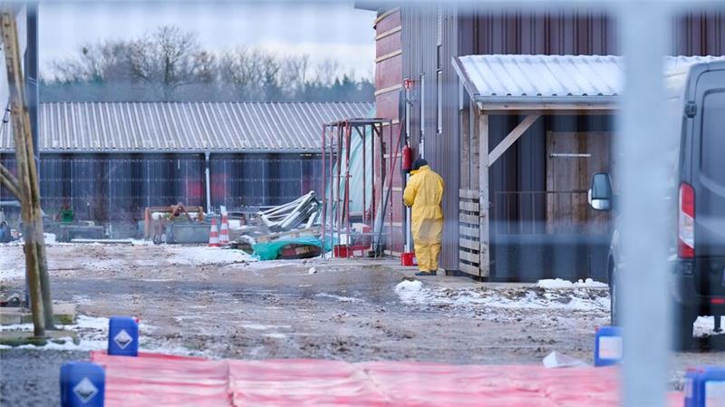 Landwirte in Sorge: Wie groß ist das Ausmaß der Tierseuche? Nach dem Ausbruch der Maul- und Klauenseuche wurden rund 170 Schweine vorsorglich getötet. Der Tierbestand lag in der Nähe des infizierten Wasserbüffel-Herde.