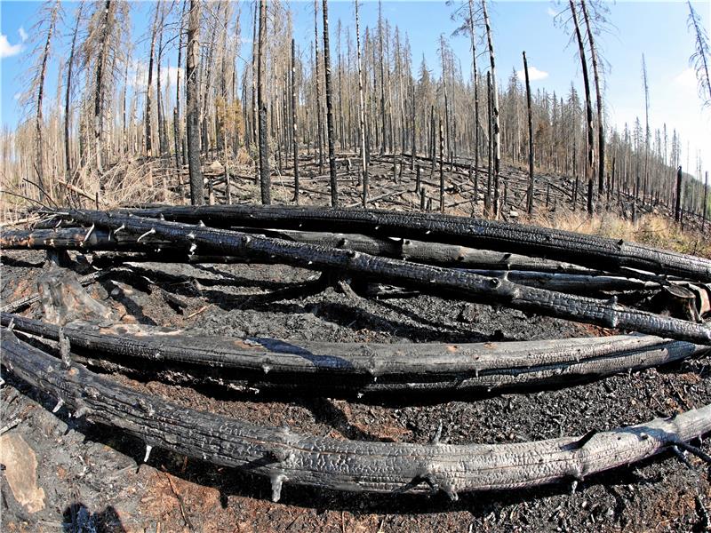 Nach dem Brand vor zwei Wochen zwischen Schierke und dem Brocken sollen Schneisen bei künftigen Einsätzen helfen.  Foto: Bein