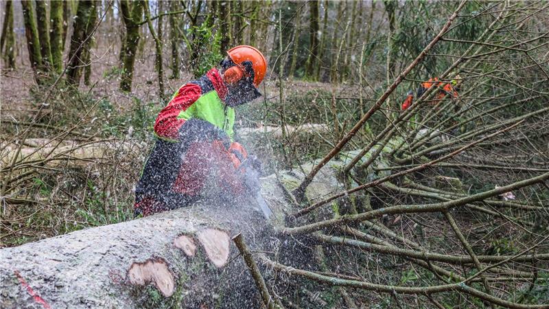 Ein Mann sägt Äste von einer gefallenen Fichte ab.