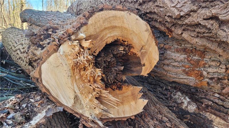 Nach dem Fällen gut zu sehen: Das Innere der Pappel-Stämme ist bereits abgestorben. Bei einigen sieht das schlimmer aus als bei anderen, betroffen sind sie aber alle.