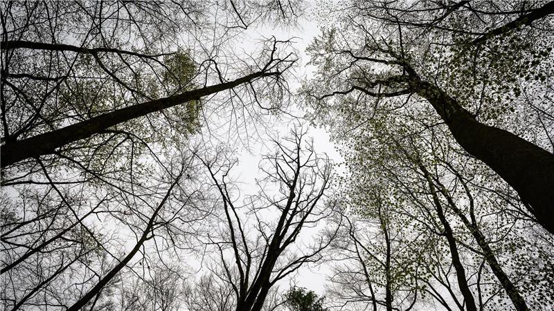 Verdächtige schweigt zum Leichenfund im Wald bei Göttingen Nach dem Fund einer Leiche im Wald macht die Verdächtige keine Angaben. (Symbolbild)