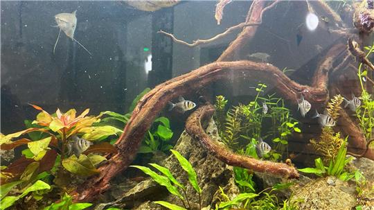 Nach dem Großbrand an der Grundschule Beuthener Straße in Hannover Ende November sind zehn Fische und eine Garnele nun in ihr neues Zuhause in der Käthe-Paulus-Schule gezogen. (Handout)