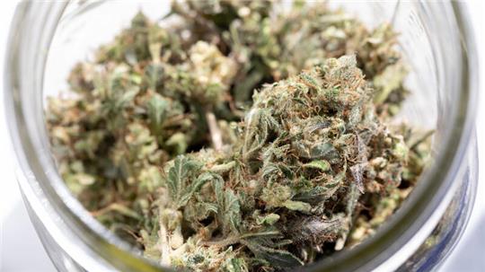 Nach dem „Konsum Cannabis Gesetz“ liegt die erlaubte Menge Cannabis bei 50 Gramm pro Person in privaten Räumen und bei 25 Gramm im öffentlichen Raum.