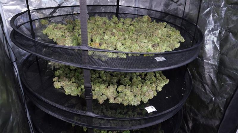Erste Cannabis-Ernte - Kommunen sollen kontrollieren Nach dem Trocknen wird das Cannabis in Beutel verpackt und ab Anfang November an die Mitglieder ausgegeben.