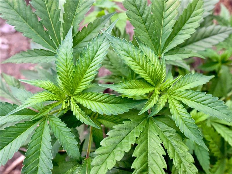 Weiter Ringen um grünes Licht für Cannabis-Gesetz Nach dem vom Bundestag beschlossenen Gesetz sollen Besitz und Anbau der Droge mit zahlreichen Vorgaben für Volljährige zum Eigenkonsum vom 1. April an erlaubt sein.