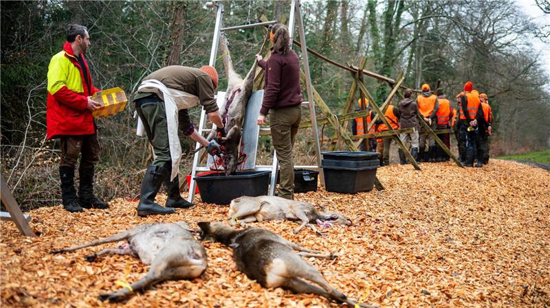 Nach der Drückjagd werden 20 Rehe und zwei Hasen ausgenommen, bei den Rehen werden stichprobenartig Blutproben genommen. (Archivbild)
