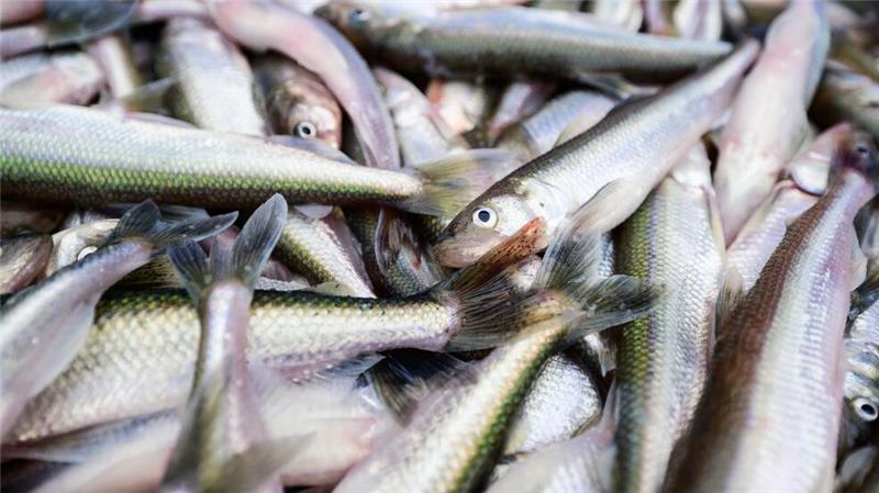 Nach der Februarkälte fangen die Elbfischer nun die ersten Stinte in der Elbe.