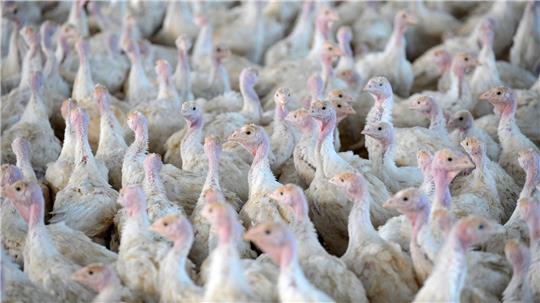 Nach der Feststellung der Geflügelpest in einem Putenstall im Landkreis Cloppenburg mussten die Tiere getötet werden. (Symbolfoto) 