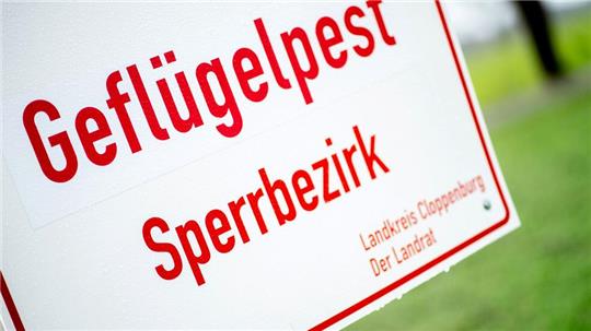 Nach einem Ausbruch der Vogelgrippe in einer Hähnchenmast musste der Bestand getötet werden. (Symbolbild)