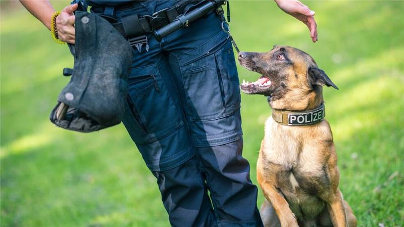 Nach einem Autounfall ist bei Burgdorf ein Polizeihund entlaufen. (Symbolbild)