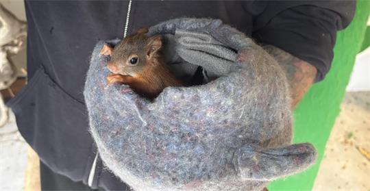 Kleines Eichhörnchen sitzt in einer grauen Filz-Handschuhschale, gehalten von einer Person in dunkler Jacke