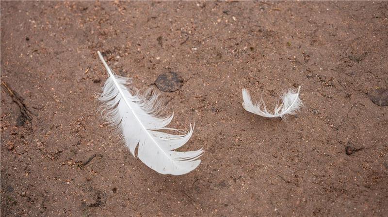 Nach einem Verdacht auf Vogelgrippe werden in einem Betrieb in Ostercappeln mehrere Tiere getötet. (Symbolbild)