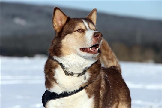 Nach einer Stunde "Meet &amp; Greet" ging es auf eine Fackelwanderung mit den Polarhunden. Foto: Neuendorf