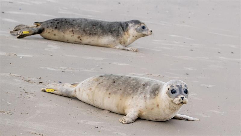 Nach einer erfolgreichen Aufzucht in der Seehundstation Norddeich werden auf der Nordseeinsel Juist Seehunde ausgewildert. 