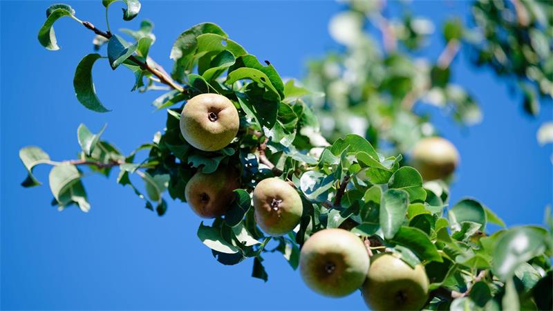 Eine der besten Kirschernten seit Jahren Nach ersten vorläufigen Schätzungen erwarten die Obstbaubetriebe 2026 eine gute Birnenernte. (Archivbild)