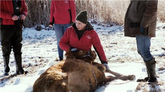 Nach etwa einem halben Jahr ist die Kuh Arielle eingefangen worden. (Handout)