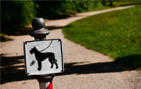 Nach sieben Jahren ist ein verschollener Hund in Wien wieder aufgetaucht (Symbolbild).