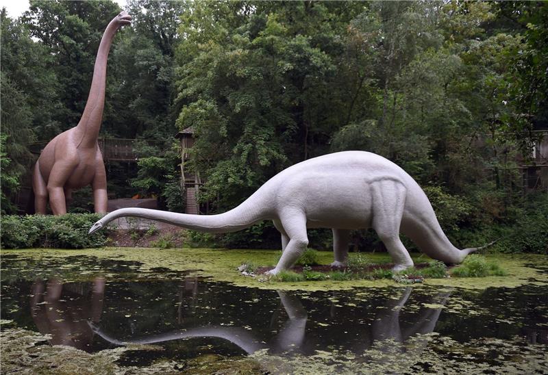 Dinosaurier entwickelten Riesenwuchs immer wieder Nachbildungen eines Brachiosaurus (l) und eines Diplodocus stehen im Saurierpark im sächsischen Kleinwelka.