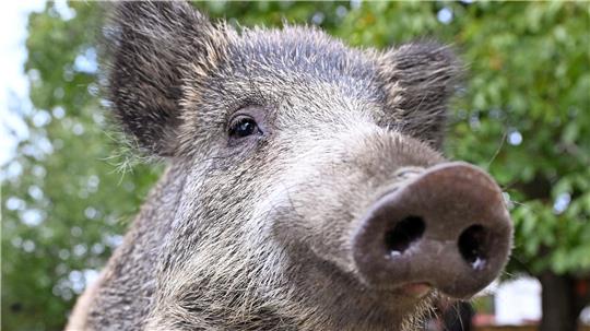 Nachdem Wildschweine in Clausthal-Zellerfeld und Altenau ihr Unwesen getrieben haben, gibt die Jägerschaft Tipps, um den Garten zu schützen.
