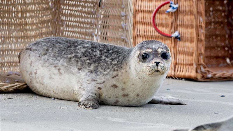 Zurück im Meer: Erste aufgepäppelte Seehunde ausgewildert Nachdem die Transportkörbe auf Juist vorsichtig geöffnet und Richtung Wasser gekippt wurden, beschnuppern die Seehundjungen zunächst ihre neue Freiheit.
