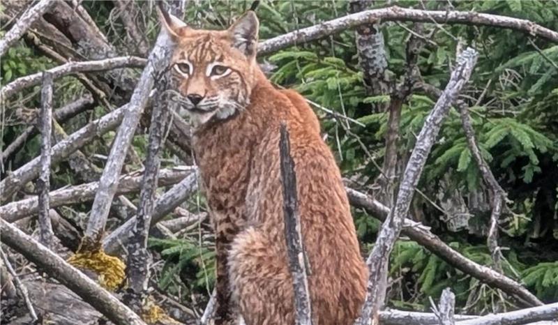 Luchs lässt sich ohne Scheu von der B4 aus fotografieren Nachdem er die Straße gekreuzt hat, nimmt der Luchs auf einem Baumstamm Platz und beobachtet die Fotografin.