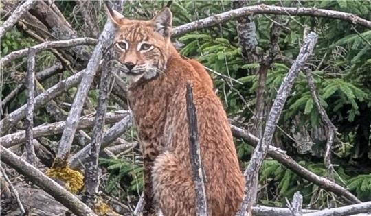 Nachdem er die Straße gekreuzt hat, nimmt der Luchs auf einem Baumstamm Platz und beobachtet die Fotografin.