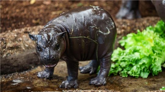 Nachwuchs im Duisburger Zoo: Zwergflusspferd Panya zeigt sich erstmals den Besuchern.