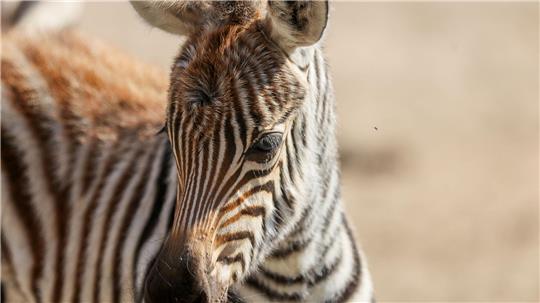 Nachwuchs im Tierpark Ströhen im Landkreis Diepholz - in der Nacht zum vergangenen Samstag kam ein Steppenzebra zur Welt. 
