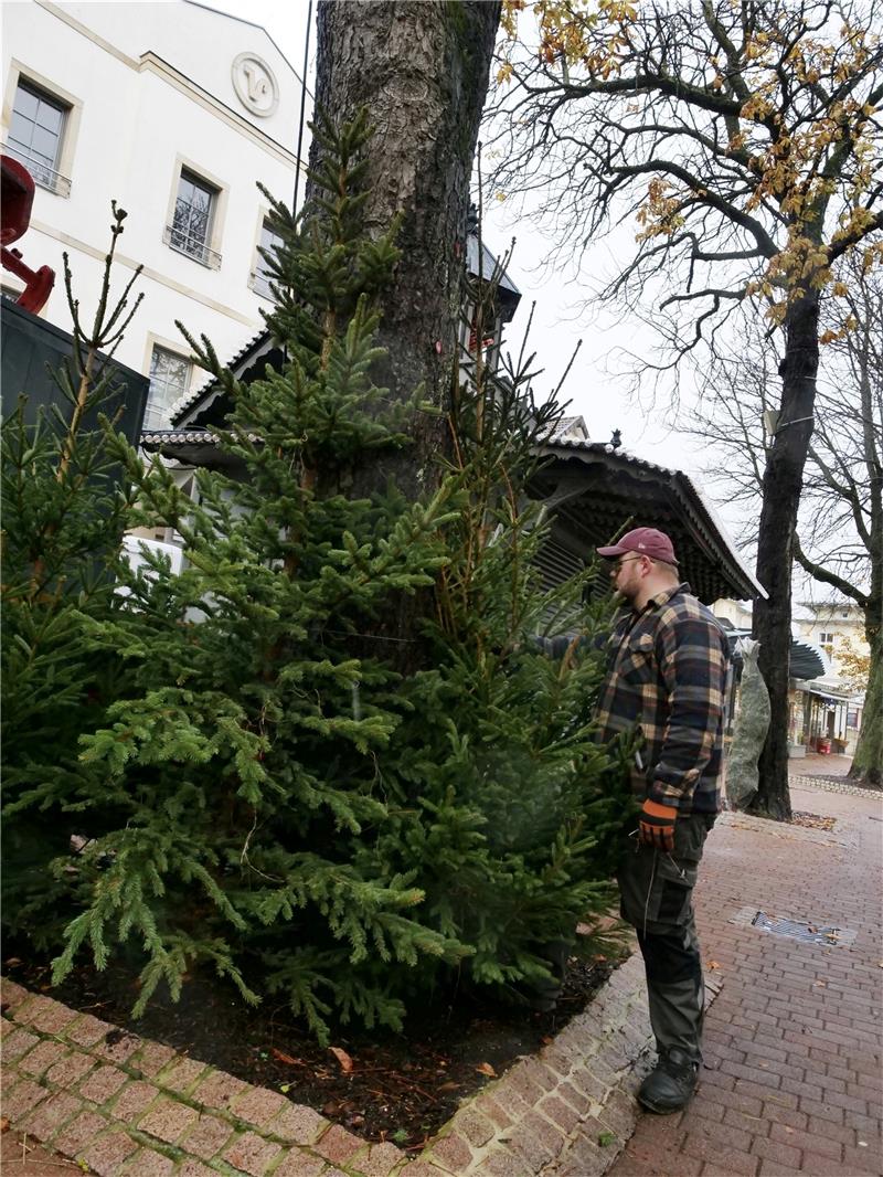 Bad Harzburger Wintertreff öffnet am 24. November Nadelbäume als Schmuck: Angelo Zech bindet sie fest. Foto: Potthast