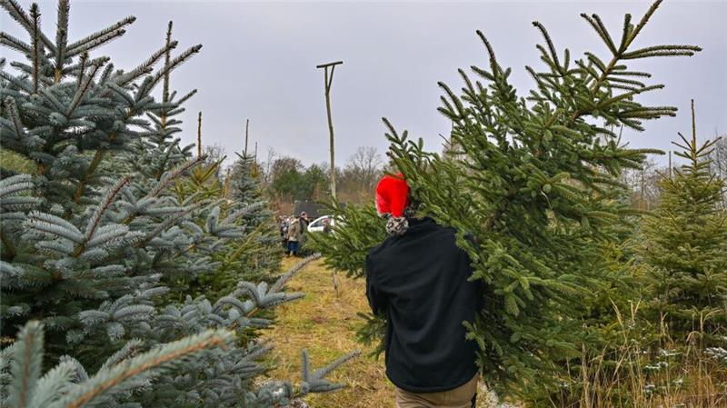 Warum behält der Tannenbaum seine Nadeln? Nadelbäume können das ganze Jahr über Sonnenenergie sammeln. (Archivbild)