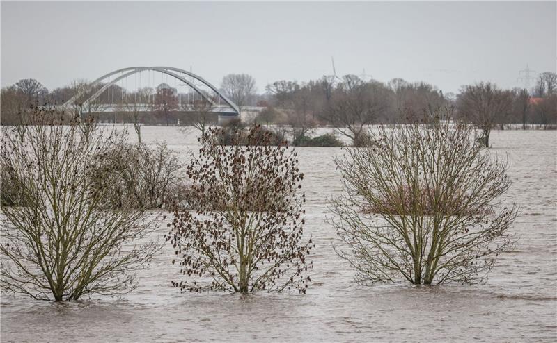 Näume ragen aus dem Hochwasser der Weser in Achim-Baden.
