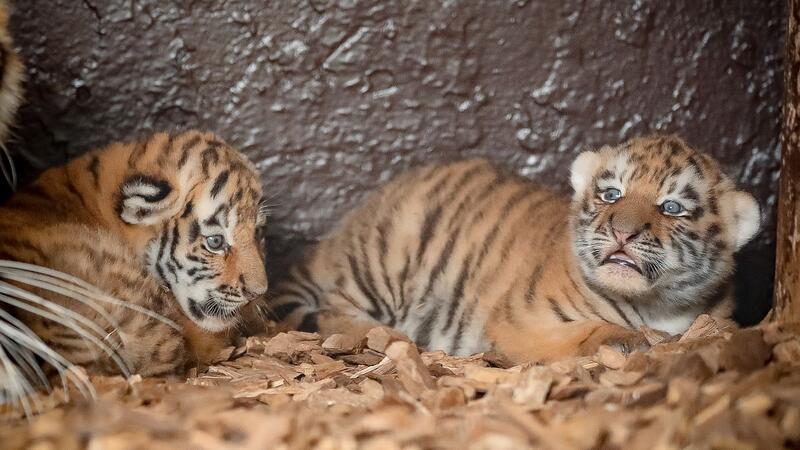 Tigerzwillinge kommen in Tierpark zur Welt Namen haben die Zwillinge noch nicht bekommen.