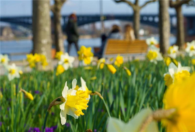 Milder und bewölkter Frühlingsanfang erwartet Narzissen blühen am Mainzer Rheinufer.