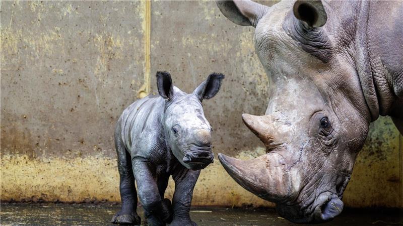 Nashorn-Mama „Amalie“ und ihr männliches Junges „Liam“ stehen im Zoo in Osnabrück.