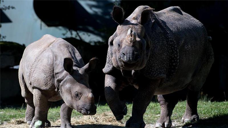 Tierpark Hellabrunn: Nashorn Rapti gestorben Nashorn-Mama Rapti (rechts) starb im Alter von 35 Jahren (Archivbild von 2016).