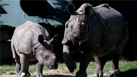 Nashorn-Mama Rapti (rechts) starb im Alter von 35 Jahren (Archivbild von 2016). 
