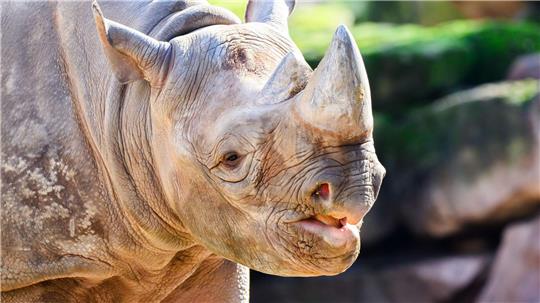 Nashorn Nasor steht in seinem neuen Zuhause: dem Zoo Hannover.