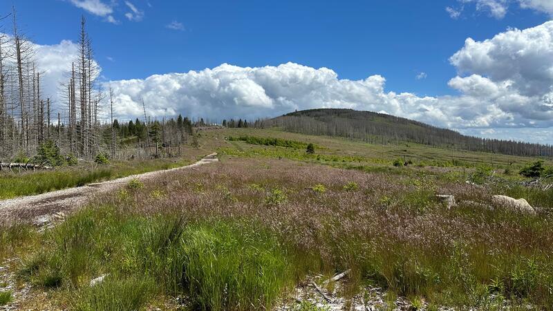 Wanderung zum Thema „Klimaschutz trifft Biodiversität“ Nationalpark-Guide Sara Wegrzyk zeigt bei der Wanderung eines der 30 Moore, die es rund um Braunlage gibt, wie beispielsweise das am Wurmberg.
