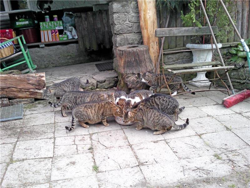 Natürlich gibt es auch Umstände, die es sinnvoll machen, frei lebende Katzen zu füttern. Ob man allerdings jedem fremden Tier in seinem Garten Futter hinstellen sollte, ist fraglich. Foto: GZ-Archiv