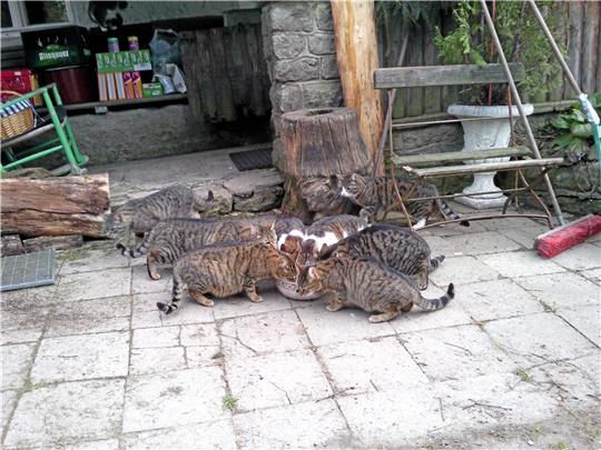 Natürlich gibt es auch Umstände, die es sinnvoll machen, frei lebende Katzen zu füttern. Ob man allerdings jedem fremden Tier in seinem Garten Futter hinstellen sollte, ist fraglich. Foto: GZ-Archiv