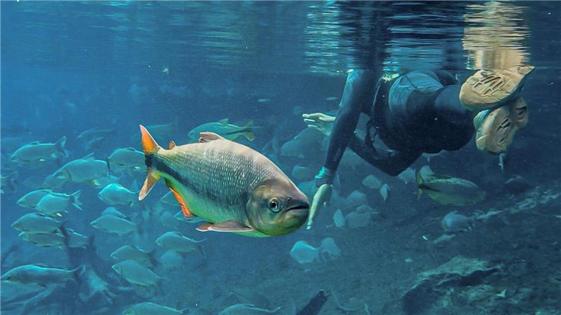 Naturparadies mit glasklarem Wasser: Fische schwimmen im „Rio da Prata Recanto Ecológica“ in Brasilien neben einem Taucher. 