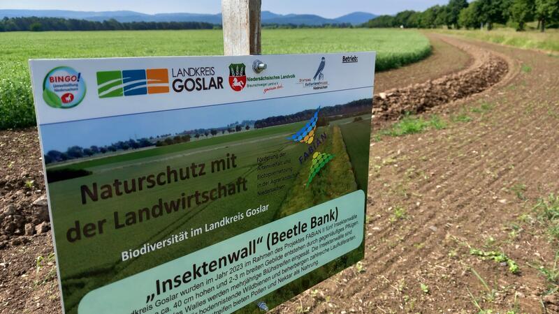 Naturschutz ist längst auch in der regionalen Landwirtschaft ein Thema. Neben dem Erbsenfeld hat Christian Scherb jetzt auch einen weiteren Insektenwall angelegt.